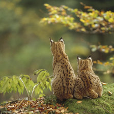 Схема вышивки «Два рысенка»