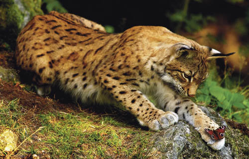 рысь и бабочка - бабочка, рысь, лес - оригинал