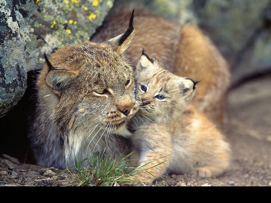Рыси - рысь, двое, котенок - оригинал