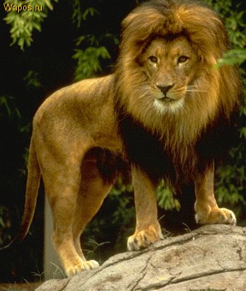 №34703 - оригинал