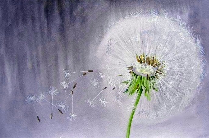 Прощай одуванчик - цветы, одуванчики - оригинал