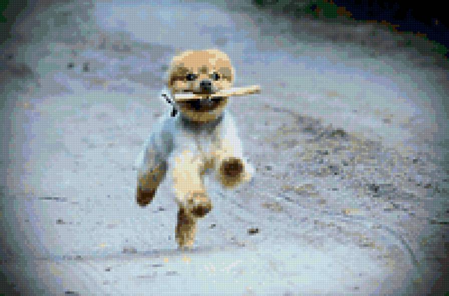 3 - собаки, щенки, животные, природа - предпросмотр