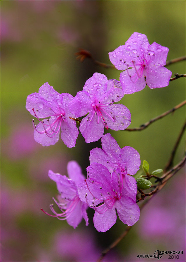 багульник - весна, цветы - оригинал