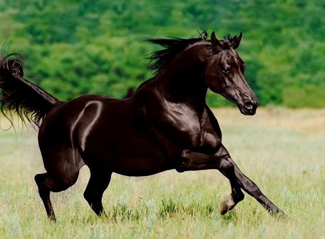 18 - животные, лошади, красота, природа - оригинал