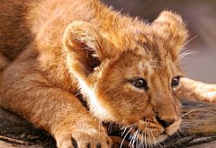 львенок - звери, лев, львенок, животные - оригинал