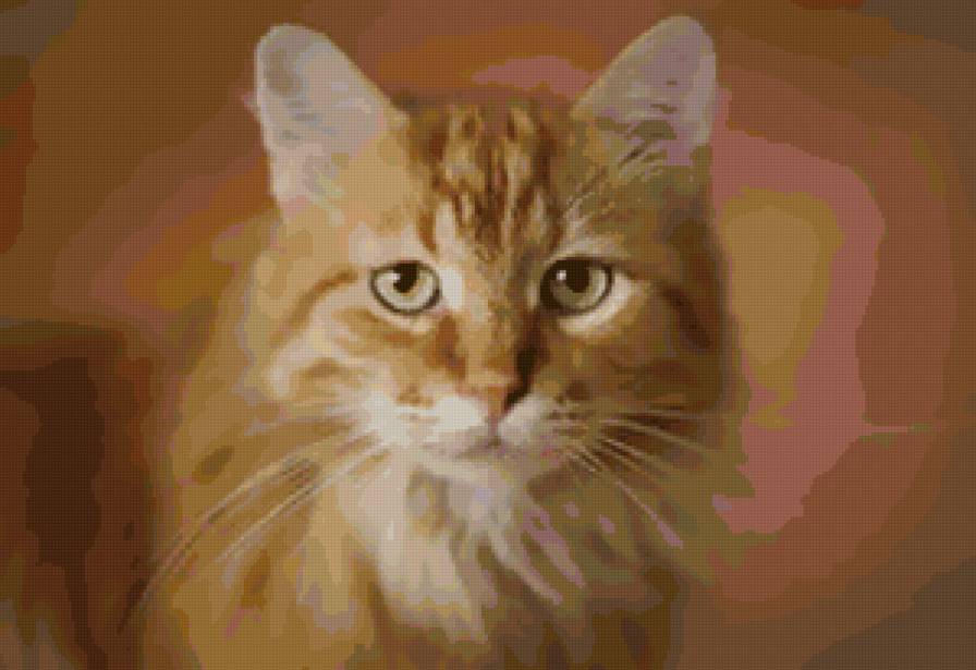 рыжая кошка - кот, кошка, животные - предпросмотр