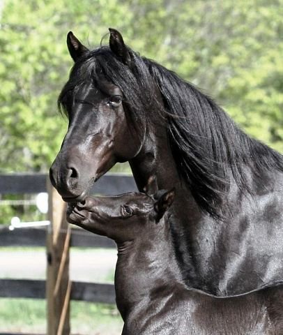 24 - красота, животные, природа, лошади - оригинал