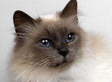 Схема вышивки «кошка»