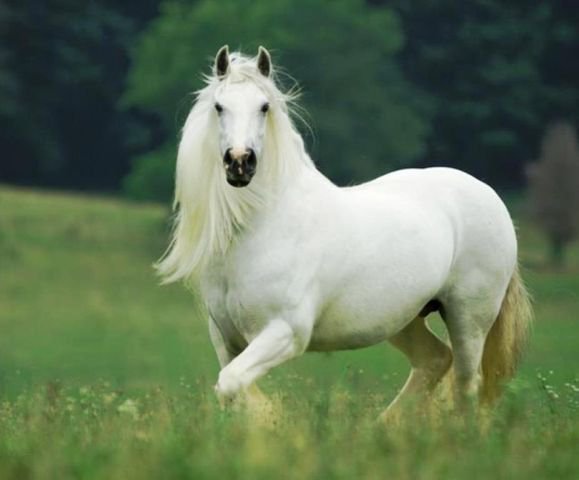 34 - животные, красота, природа, лошади - оригинал