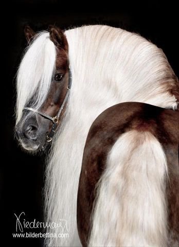 42 - лошади, природа, красота, животные - оригинал