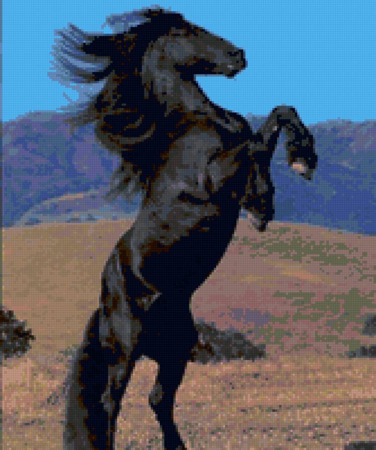 Фриз - фриз, лошадь - предпросмотр