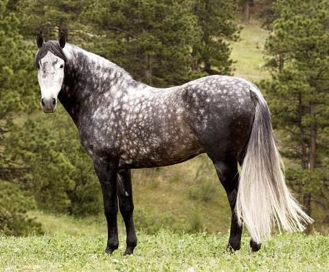 45 - природа, красота, лошади, животные - оригинал