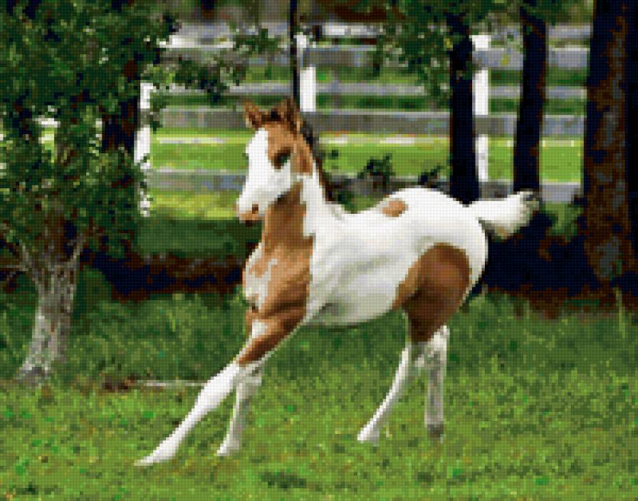 49 - лошади, природа, красота, животные - предпросмотр