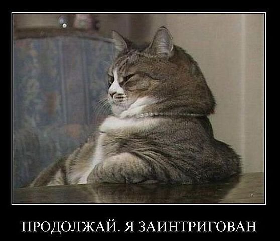 58 - природа, кошки, котята, животные - оригинал