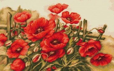 маки 3 - маки, цветы - оригинал