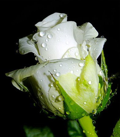 №35985 - оригинал