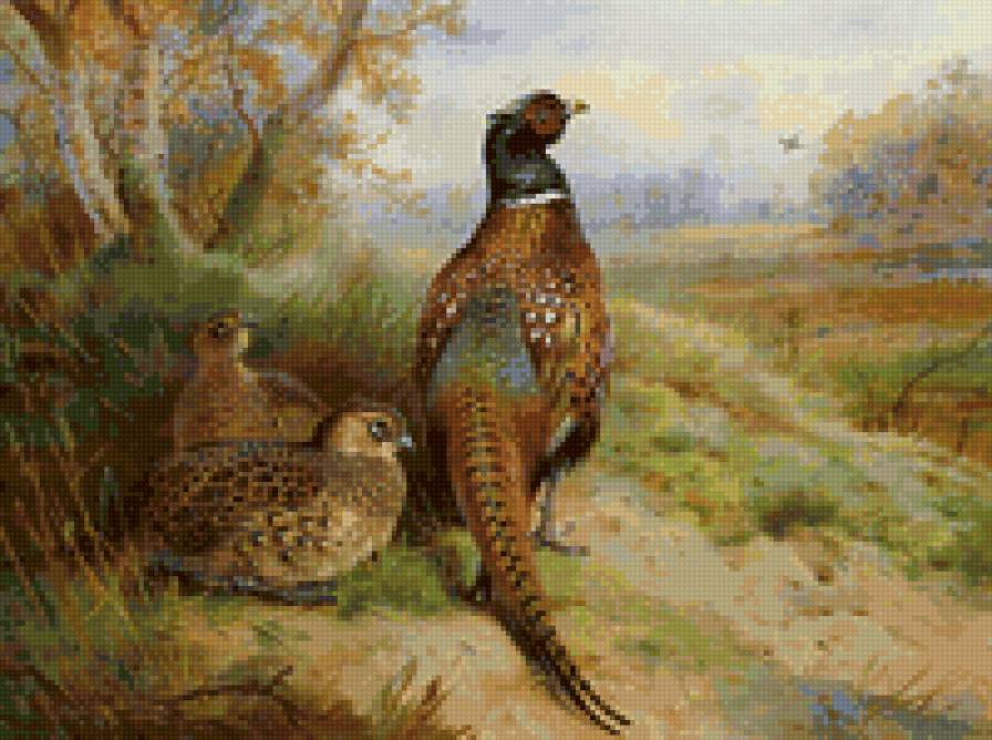 фазаны - птицы, фазаны - предпросмотр