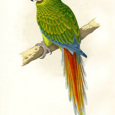 Схема вышивки «птицы. попугай»