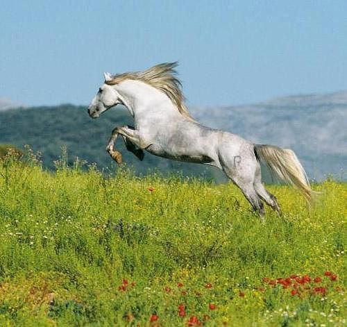 61 - природа, животные, лошади, красота - оригинал