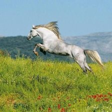 Схема вышивки «61»