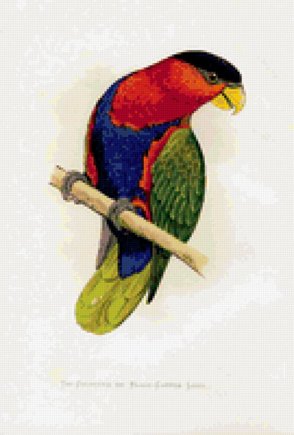 птицы. попугай - птицы. попугай - предпросмотр