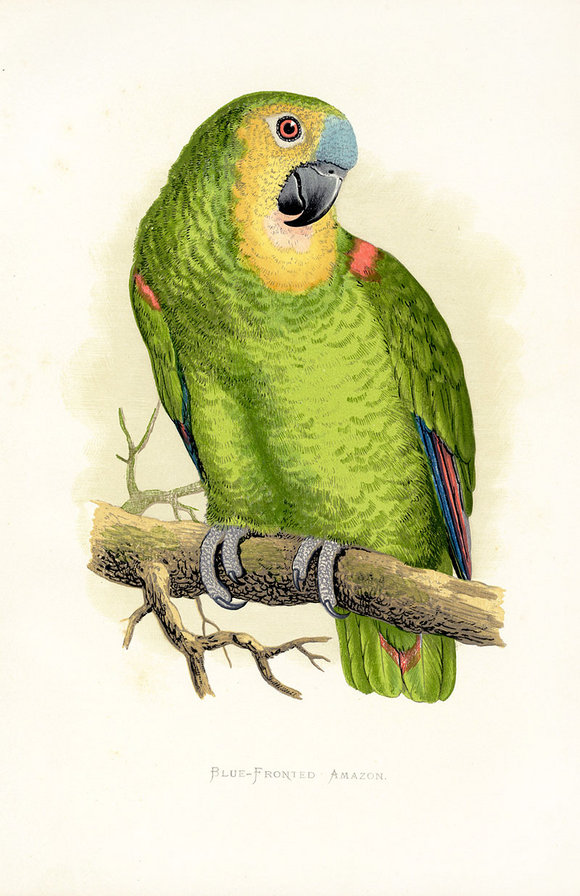 птицы. попугай - птицы. попугай - оригинал