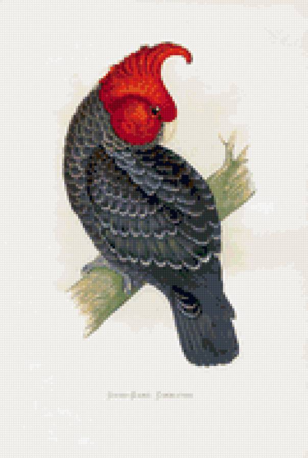 птицы. попугай - птицы. попугай - предпросмотр