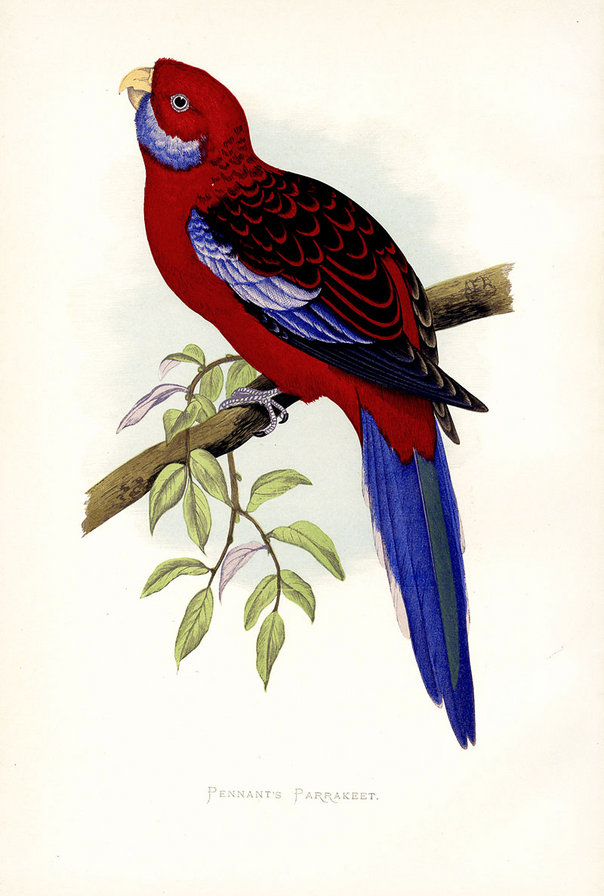 птицы. попугай - птицы. попугай - оригинал