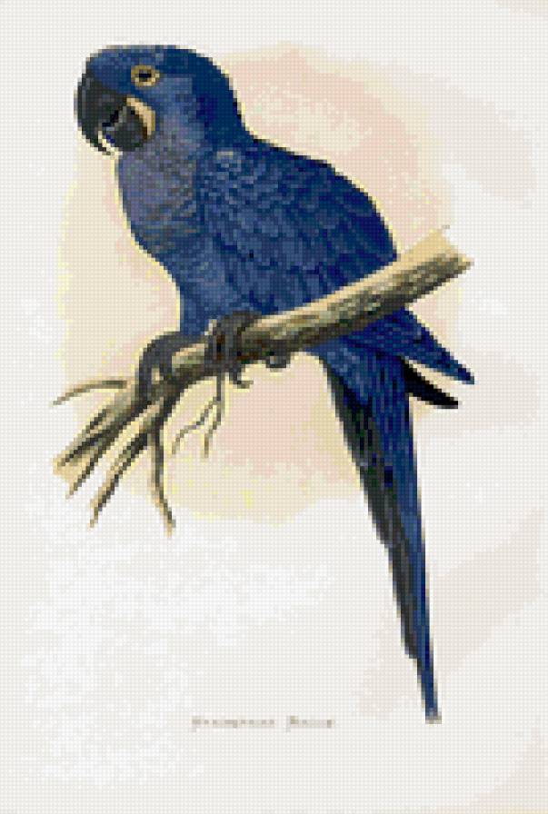 птицы. попугай - птицы. попугай - предпросмотр