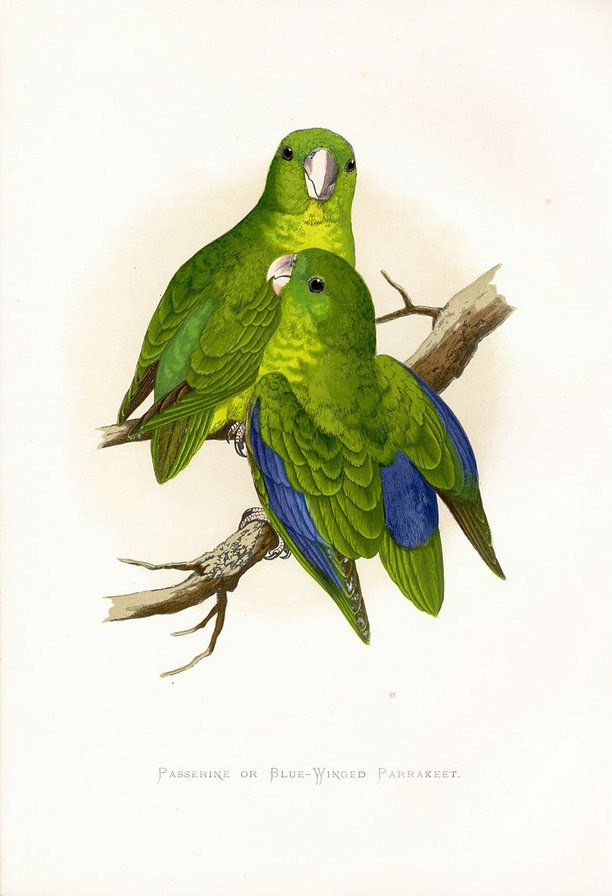 птицы. попугай - птицы. попугай - оригинал