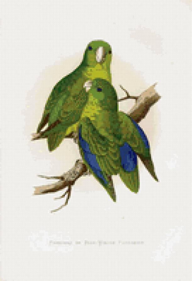 птицы. попугай - птицы. попугай - предпросмотр