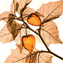 Схема вышивки «Variant 5»