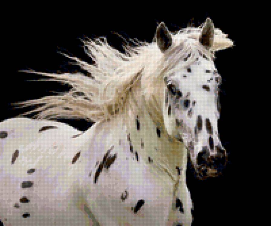 67 - лошади, красота, животные, природа - предпросмотр