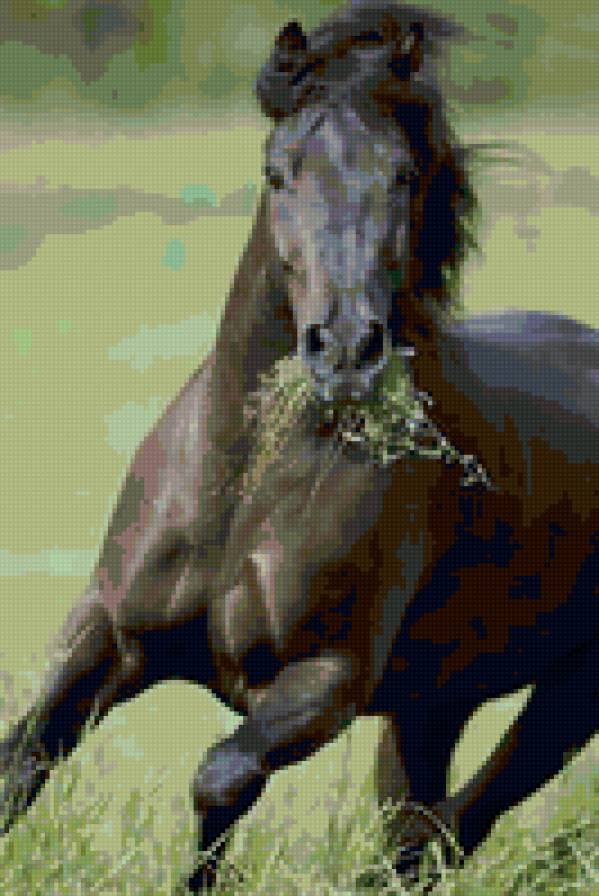 79 - красота, животные, лошади, природа - предпросмотр