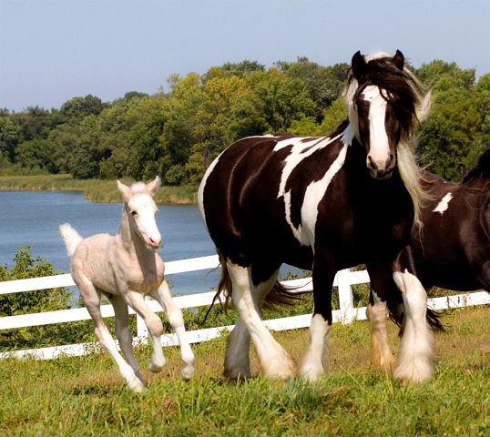 80 - природа, животные, красота, лошади - оригинал