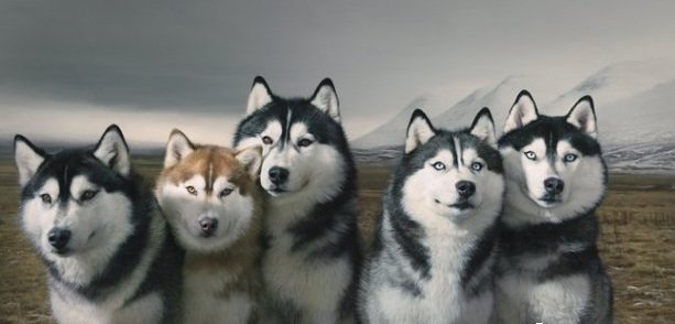 Хаски - животные, собаки - оригинал