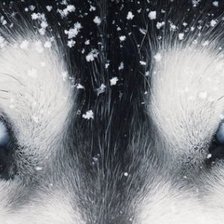 Схема вышивки «Глаза зверя»