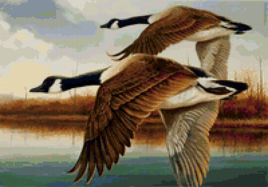 Гуси - птицы - предпросмотр