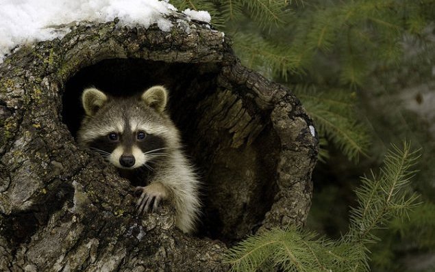 Енот - животные, природа, енот - оригинал
