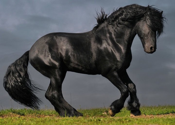 фриз - фриз, лошади - оригинал