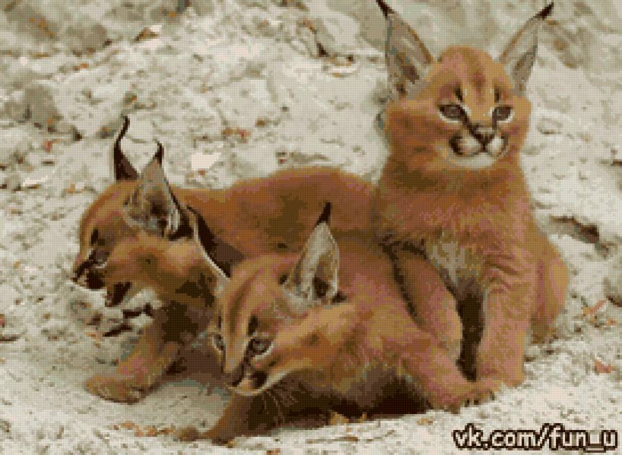 рысята - рысь, кошки, животные - предпросмотр