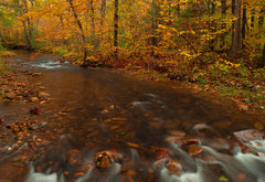 золотая осень - осень, природа, лес, пейзаж - оригинал