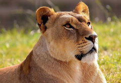 львица - львица, звери - оригинал