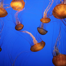 Схема вышивки «Медузы»