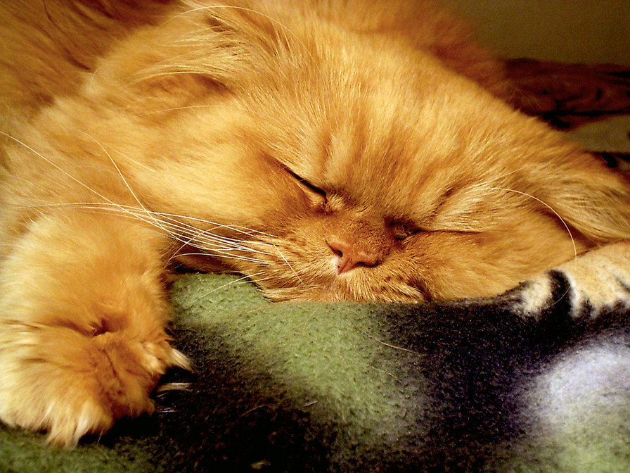 Кошак спит - сон, кошки - оригинал