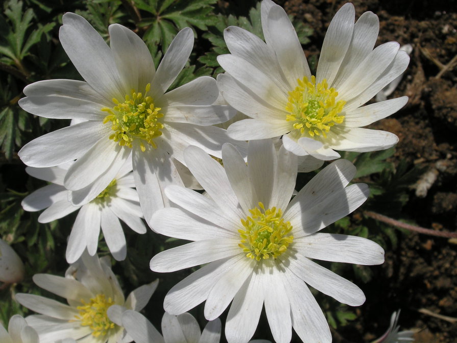 ромашки - ромашки, цветы - оригинал