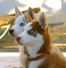 Схема вышивки «хаски»