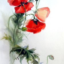 Схема вышивки «Маки»