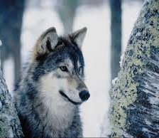 Схема вышивки «хаски»