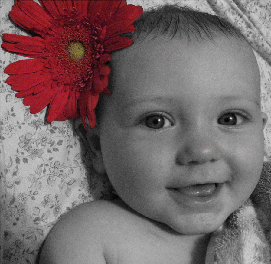 лерочка - дочка, лера, гербера, цветок - оригинал